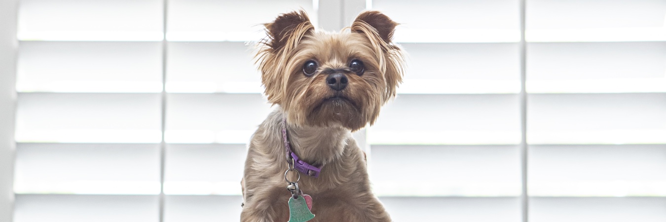 Dog in front of plantation shutters in Bluff City